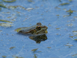 frog in the pond
