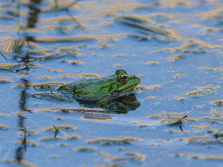 frog in the pond