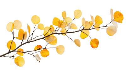 Branch showing yellow autumn aspen leaves on transparent background