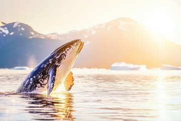 Fototapeta premium Whales swimming near the shores of Greenland, surfacing above the icy Arctic waters, representing the region’s diverse marine wildlife and natural beauty. .