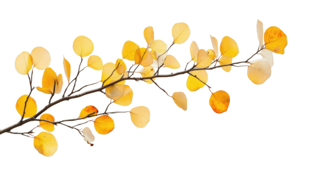 Branch showing yellow autumn aspen leaves on transparent background