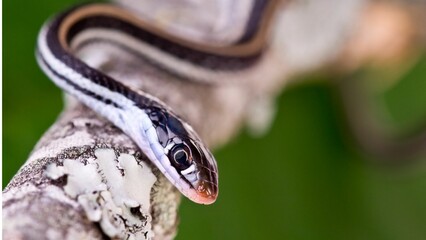 close up of a snake