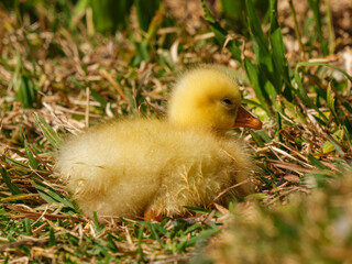 baby goose