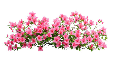 Blooming azalea branch with pink flowers on transparent background