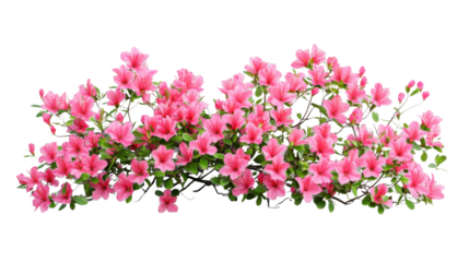 Blooming azalea branch with pink flowers on transparent background