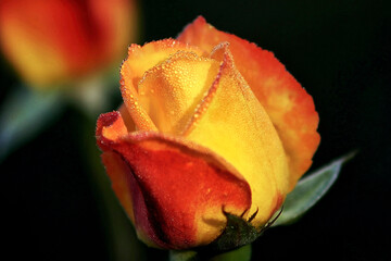 A beautiful orange and yellow rose with dew droplets