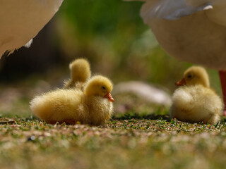 cute goslings
