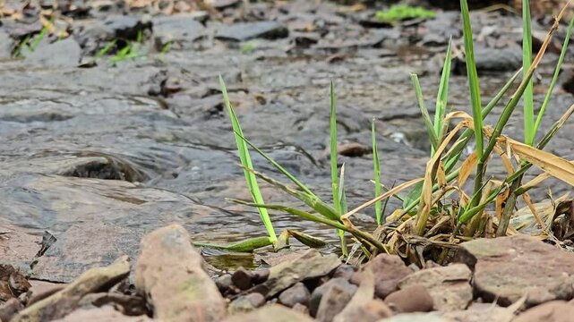 Babbling Brook With Natural Water Ripple Sound, Stream, Creek, Water Running, Bird Noises, Forest Sounds, Tranquil, Peaceful, Stock Footage, Nature, B-Roll, Stock Video, 30 Seconds, New Jersey, 30 FPS