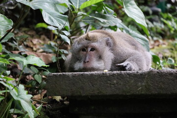 A monkey sits peacefully in its natural habitat. Its curious gaze and relaxed posture stand out...