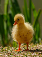 baby goose