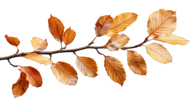 Branch showing orange autumn leaves on transparent background