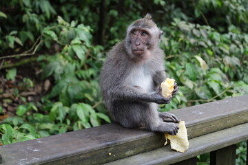 A monkey sits peacefully in its natural habitat. Its curious gaze and relaxed posture stand out against the green surroundings. Its soft brown fur contrasts beautifully with the blurred background.