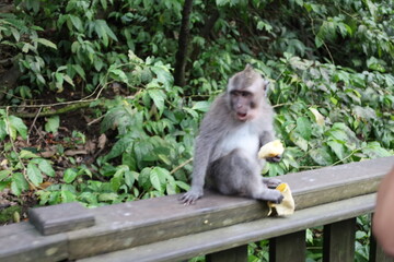 A monkey sits peacefully in its natural habitat. Its curious gaze and relaxed posture stand out...