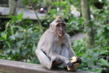 A monkey sits peacefully in its natural habitat. Its curious gaze and relaxed posture stand out against the green surroundings. Its soft brown fur contrasts beautifully with the blurred background.