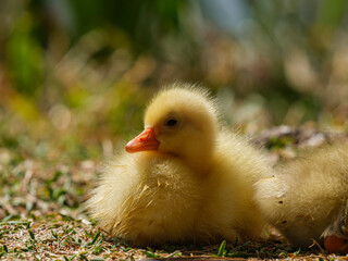 baby goose