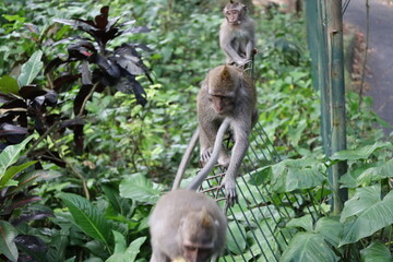 A monkey sits peacefully in its natural habitat. Its curious gaze and relaxed posture stand out...