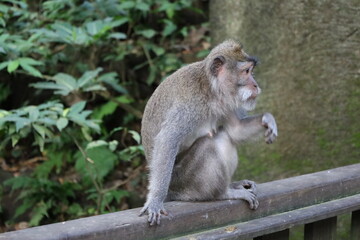 A monkey sits peacefully in its natural habitat. Its curious gaze and relaxed posture stand out...