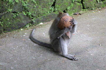A monkey sits peacefully in its natural habitat. Its curious gaze and relaxed posture stand out...