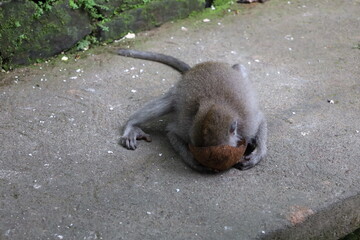 A monkey sits peacefully in its natural habitat. Its curious gaze and relaxed posture stand out...