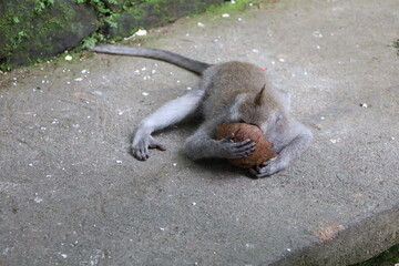 A monkey sits peacefully in its natural habitat. Its curious gaze and relaxed posture stand out...