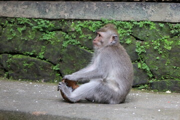 A monkey sits peacefully in its natural habitat. Its curious gaze and relaxed posture stand out...
