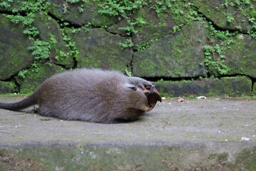 A monkey sits peacefully in its natural habitat. Its curious gaze and relaxed posture stand out against the green surroundings. Its soft brown fur contrasts beautifully with the blurred background.