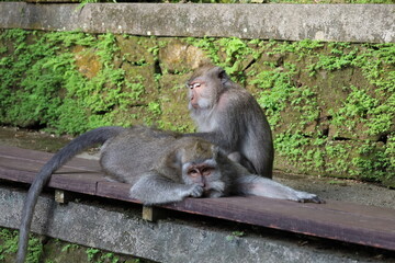 A monkey sits peacefully in its natural habitat. Its curious gaze and relaxed posture stand out against the green surroundings. Its soft brown fur contrasts beautifully with the blurred background.