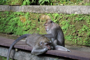 A monkey sits peacefully in its natural habitat. Its curious gaze and relaxed posture stand out...
