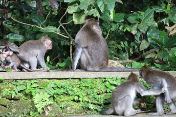 A monkey sits peacefully in its natural habitat. Its curious gaze and relaxed posture stand out...