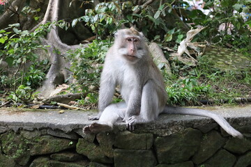 A monkey sits peacefully in its natural habitat. Its curious gaze and relaxed posture stand out...