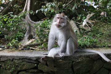 A monkey sits peacefully in its natural habitat. Its curious gaze and relaxed posture stand out...