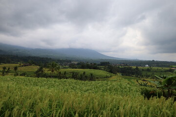 Green rice terraces in Bali unfold gracefully across gentle slopes. Sunlight highlights the vibrant fields, creating golden hues amidst lush greenery. The serene scenery evokes harmony and natural bea
