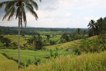 Fototapeta premium Green rice terraces in Bali unfold gracefully across gentle slopes. Sunlight highlights the vibrant fields, creating golden hues amidst lush greenery. The serene scenery evokes harmony and natural bea