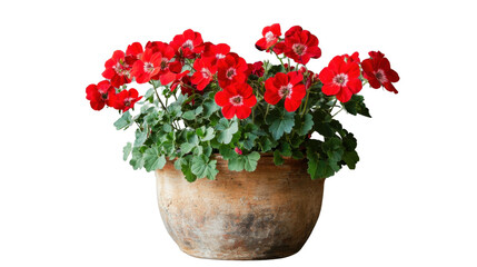 Red geranium flowers blooming in terracotta pot with transparent background