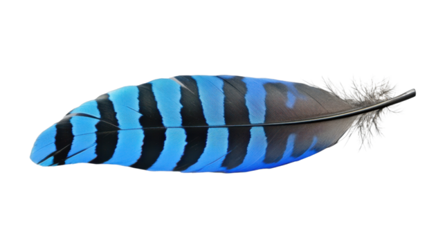 Single blue and black striped feather on transparent background