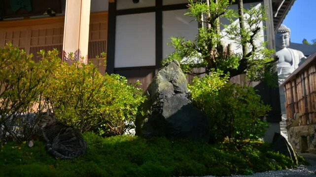 御誕生寺の隻眼の猫を見守る大仏（福井県越前市, 2024年12月）