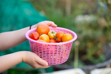 Naklejka premium Tomatoes in a pink basket in the hands of a child.