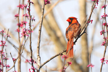 Red bird northern cardinal perched on purple blooming redbud tree against blurry background. 