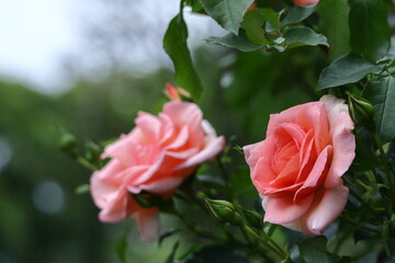 花の女王