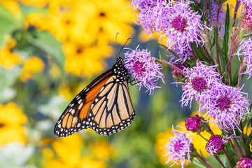 Side view of a Monarch Butterfly, Danaus plexippus feeding on Meadow Blazingstar in Minnesota