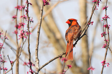 Red bird northern cardinal perched on purple blooming redbud tree against blurry background. 