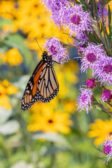Side view of a Monarch Butterfly, Danaus plexippus feeding on Meadow Blazingstar in Minnesota