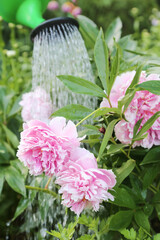 Watering can watering beautiful pink peony flowers in garden on flower bed closeup macro