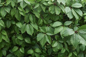 Ivy leaves with rain drops abstract texture background. Green leaf close up, nature leaves pattern