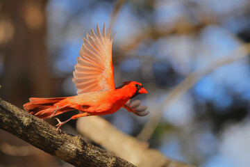 Male northern cardinal red bird in flight against blurry blue sky. 