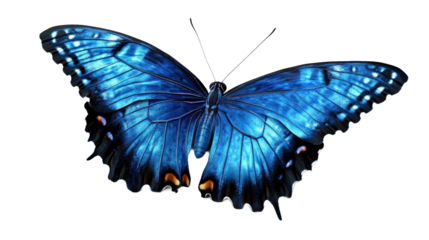 Beautiful butterfly with blue and yellow wings