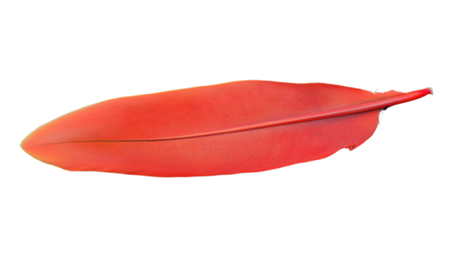 Vibrant red feather isolated on transparent background