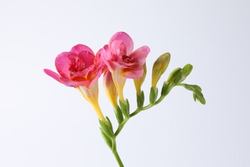 Obraz premium Beautiful pink freesia flowers on white background, closeup
