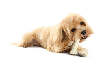 Cute dog with chew bone on white background