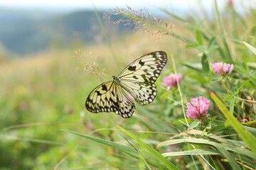 Beautiful butterfly in flowering meadow outdoors. Picturesque nature